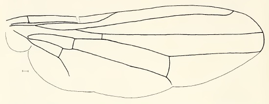 Chyliza scutellata, wing